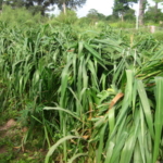 mombasa-seed-crops-2016-october-18_07