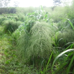 mombasa-seed-crops-2016-october-18_08