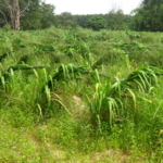 mombasa-seed-crops-2016-october-18_3