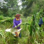 mombasa-seed-crops-2016-october-18_8