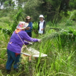 mombasa-seed-crops-2016-october-18_9