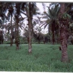 Mulato II Bajo Palmas Honduras