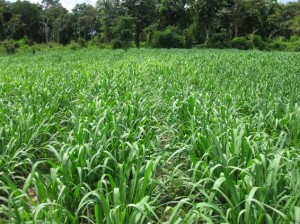 Brachiaria Grazing Seed. Tanzania Grass. Tropical Seeds.