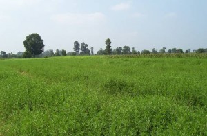 Tropical Forage Seed Perennial Grasses. Ubon Stylo. Tropical Seeds.