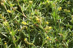 Grazing Perennial Legumes. Ubon Stylo. Tropical Seeds.