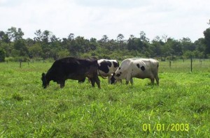 Cattle Grazing Perennial. Ubon Stylo. Tropical Seeds.