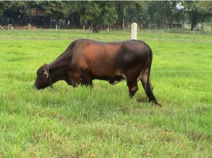 Perennial Grasses Pastures Grazing. Ubon Paspalum. Tropical Seeds.