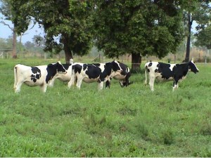 ubon paspalum dairy cows