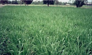 Perennial Grasses. Ubon Paspalum. Tropical Seeds.