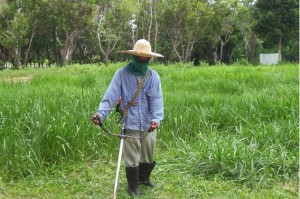 Pasture Establishment. Ubon Paspalum. Tropical Seeds.