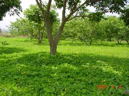 Brachiaria Perennial Legumes. Arachis Pintoi. Tropical Seeds.