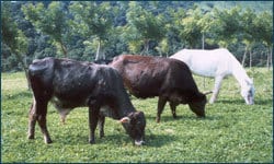 Perennial Grasses Animal Feed Pastures. Arachis Pintoi. Tropical Seeds.