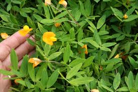 Tropical Legume. Arachis Pintoi. Tropical Seeds.