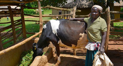 Farmer Syprose Aruma Apado, who lives in western Kenya’s Siaya District, has doubled the production of her milk cow by incorporating Brachiaria grass into her mixed crop-livestock system. - See more at: http://www.ciatnews.cgiar.org/2014/10/23/an-african-grass-comes-home-for-good/#sthash.jL6OayAR.dpuf