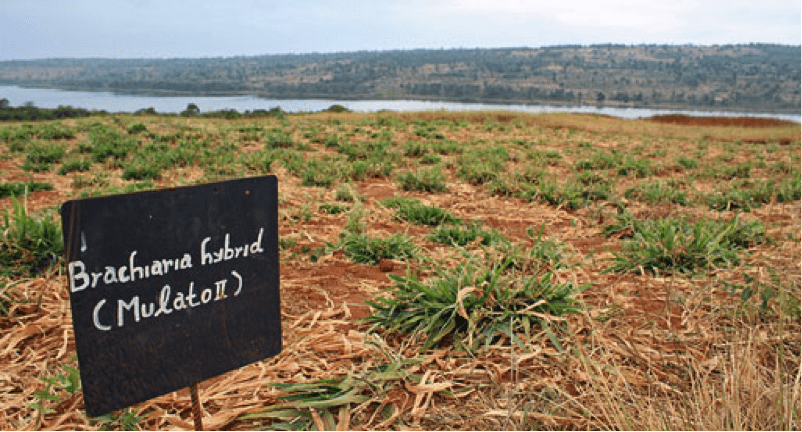 The Rwanda Agriculture Board (RAB) is testing Brachiaria grass, and producing both seed and hay at its Karama Research Station in Bugesera District.