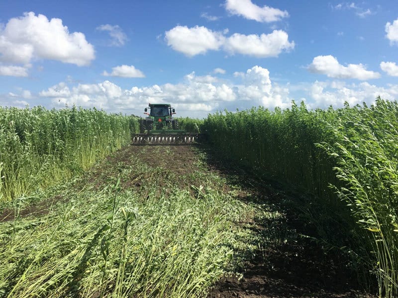 Incorporating Crotalaria Juncea to the soil, Clewiston, Florida, August 7, 2017.