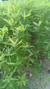 Crotalaria Juncea - 21 días, Sep 2017