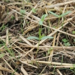 Emerging Crotalaria