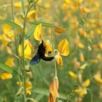 Xylocopa 2 NAtive Crotolaria pollinator