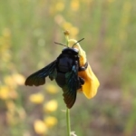 Xylocopa sp