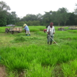 bracharia-trial-2016-september-cutting-whole-plots-after-sampling_1