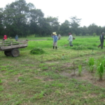 bracharia-trial-2016-september-cutting-whole-plots-after-sampling_2