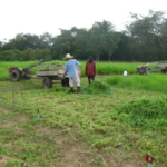 bracharia-trial-2016-september-cutting-whole-plots-after-sampling_3