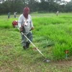 bracharia-trial-2016-september-cutting-whole-plots-after-sampling_4