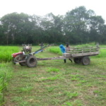 bracharia-trial-2016-september-cutting-whole-plots-after-sampling_5