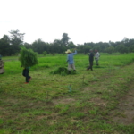 bracharia-trial-2016-september-cutting-whole-plots-after-sampling_6