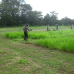 bracharia-trial-2016-september-cutting-whole-plots-after-sampling_7