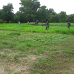 bracharia-trial-2016-september-cutting-whole-plots-after-sampling_9