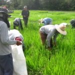 brachiaria-trial-2016-september-cutting-and-sampling_01