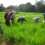 brachiaria-trial-2016-september-cutting-and-sampling_02