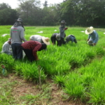 brachiaria-trial-2016-september-cutting-and-sampling_04