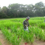 mombasa-seed-trial-serptember-2016-applying-fertiliser_2