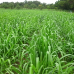 mun-river-guinea-seed-crop-field-2016-september-six-weeks-after-planting_1