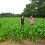 mun-river-guinea-seed-crop-field-2016-september-six-weeks-after-planting_2