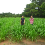 mun-river-guinea-seed-crop-field-2016-september-six-weeks-after-planting_3