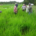 panicum-trials-september-2016-cutting-and-sampling_1