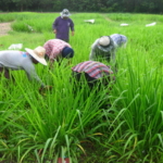 panicum-trials-september-2016-cutting-and-sampling_2