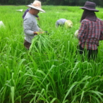 panicum-trials-september-2016-cutting-and-sampling_3