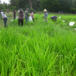 panicum-trials-september-2016-cutting-and-sampling_4