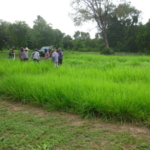 panicum-trials-september-2016-cutting-and-sampling_5