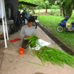 panicum-trials-september-2016-cutting-and-sampling_8