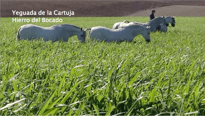 yeguada_de_la_cartuja