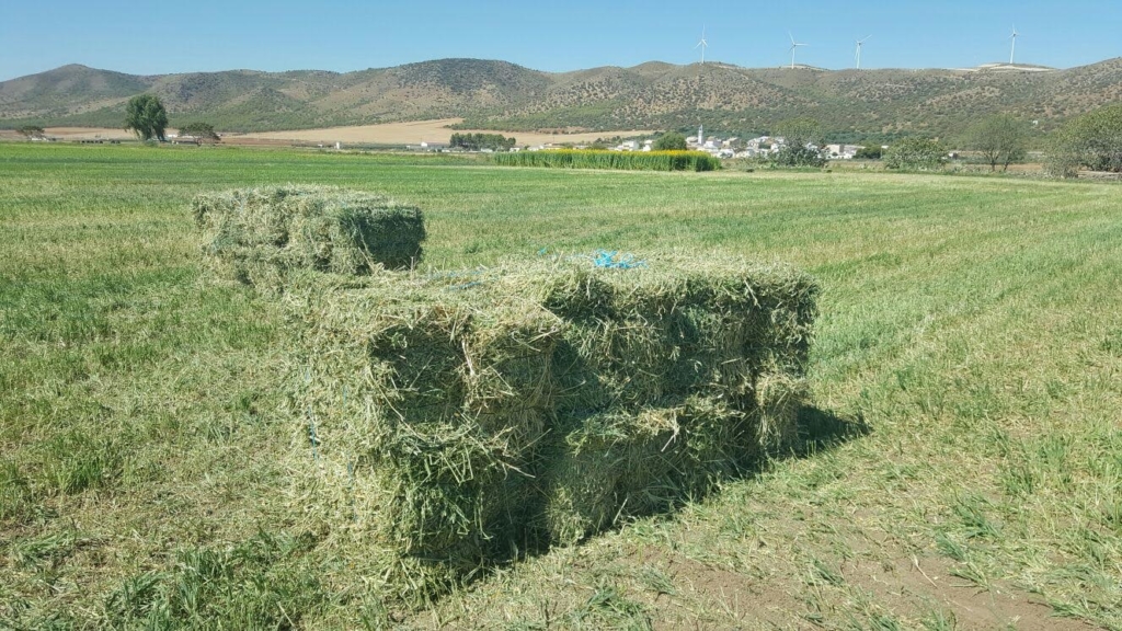 Crotalaria Hay 2