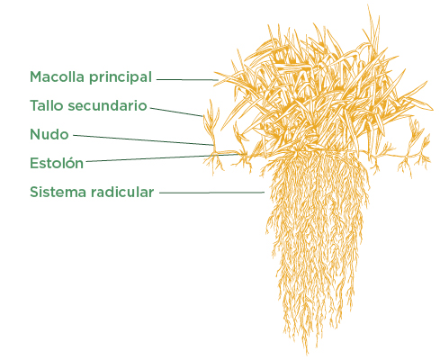Pasto Camello - Estructura y tipo de crecimiento. Tropical Seeds