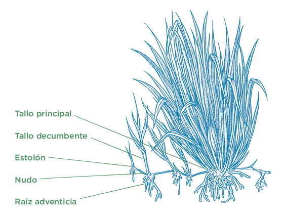 Pasto Cayman - Tipo de Crecimiento. Tropical Seeds