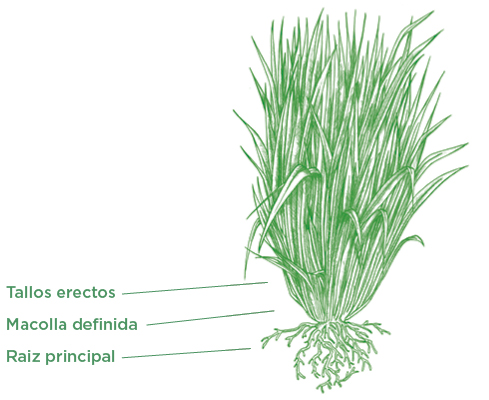 Cobra Grass - Structure and growth type. Tropical Seeds